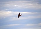 Zwarte wouw (oostelijk) (black-eared kite) Milvus migrans lineatus  - Bayanzag 19-08-2016 (2)